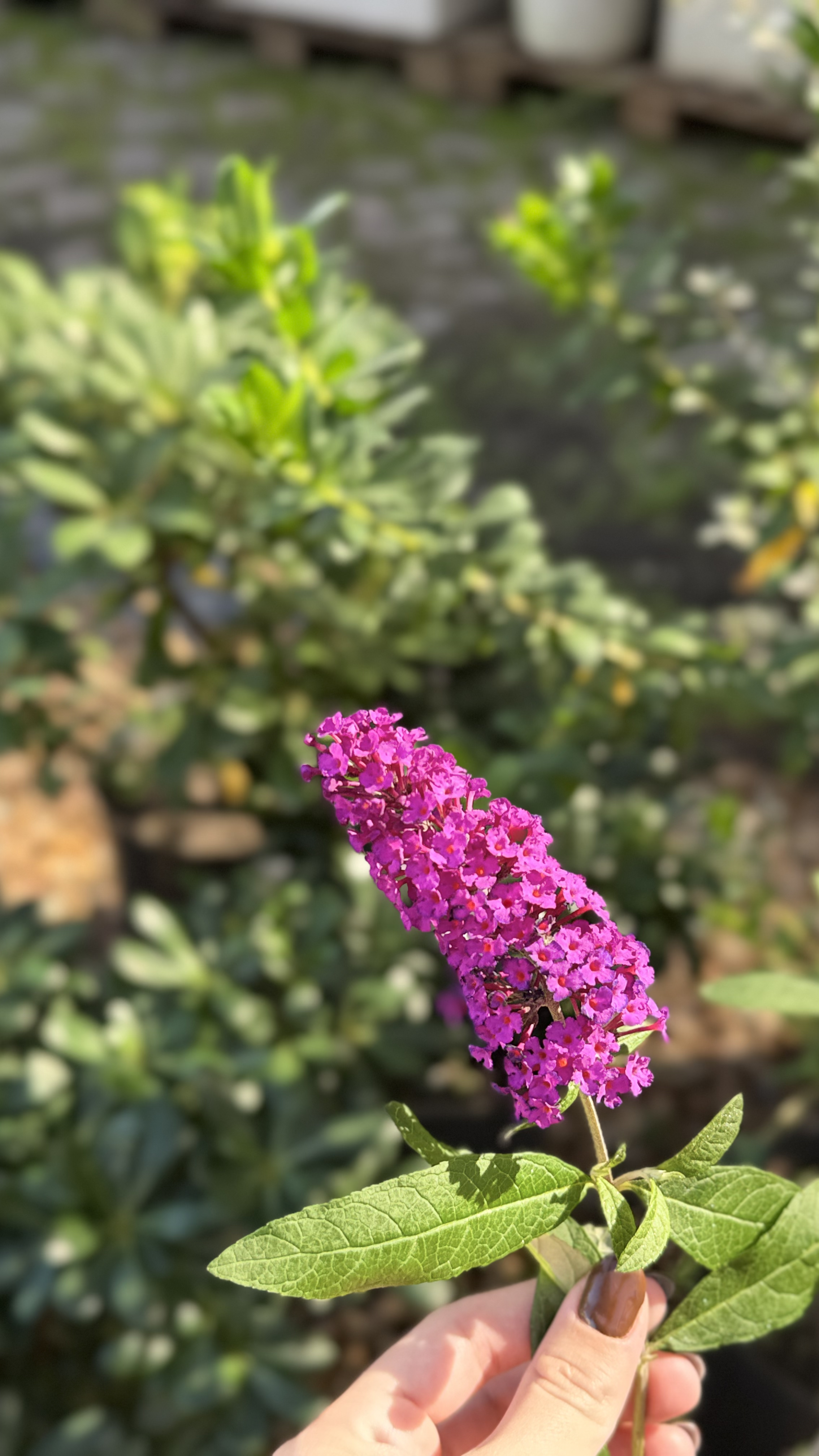 Budleia