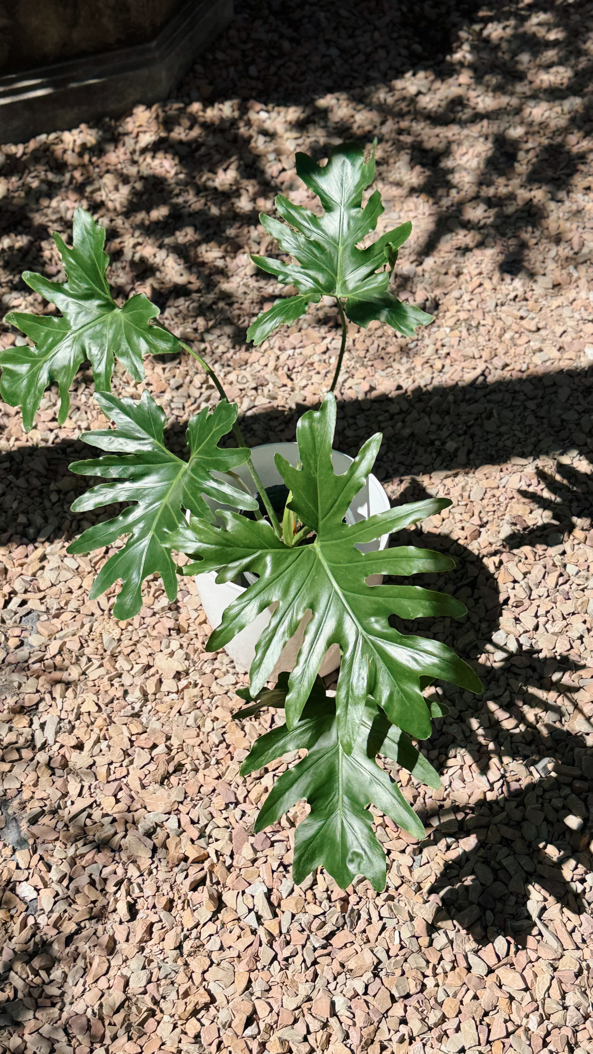 Philodendron Misionero