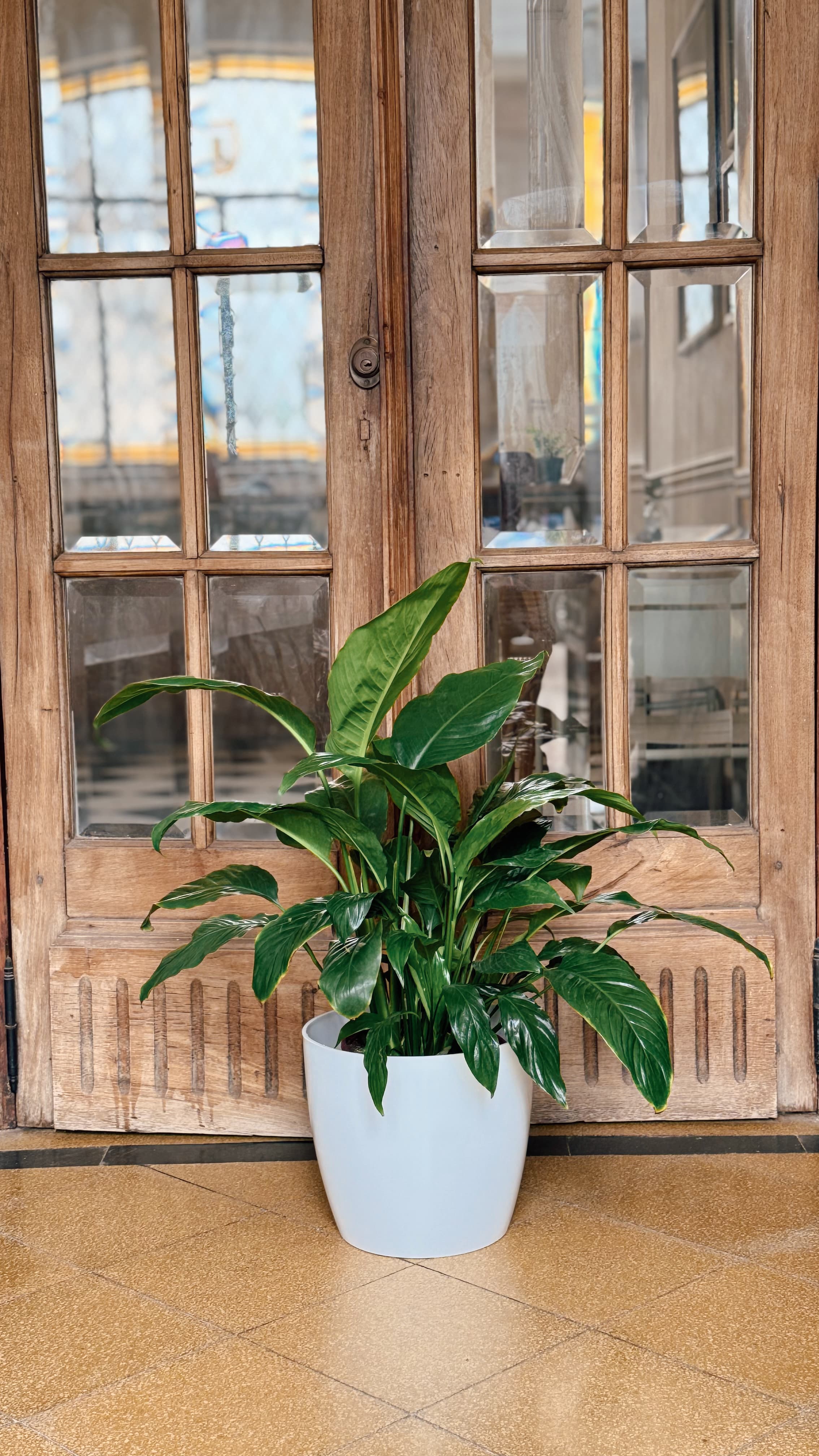 Spathiphyllum Sensación