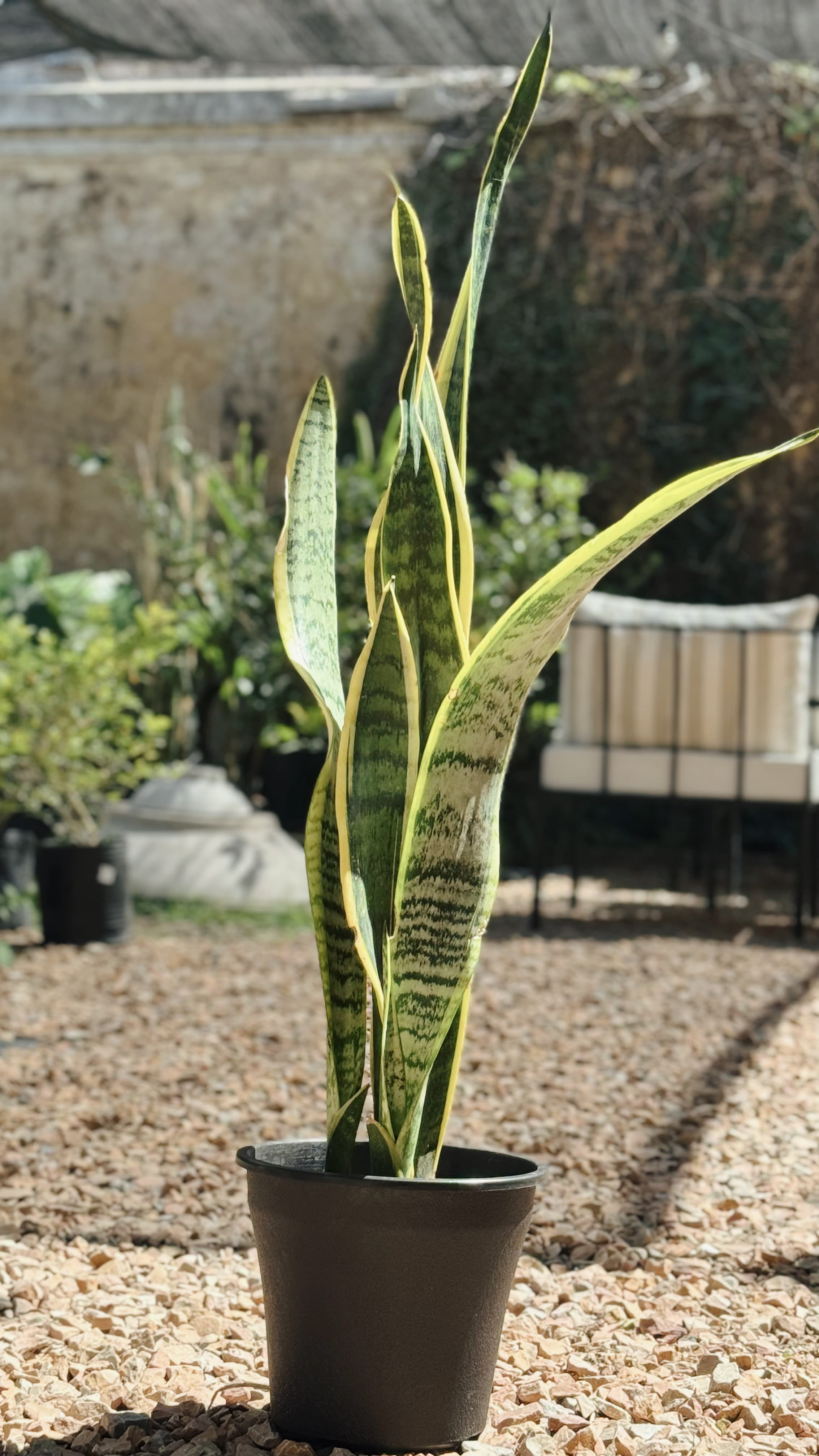 Sansevieria
